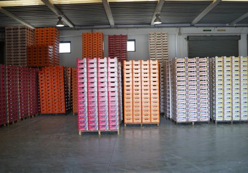 Uva da tavola di Mazzarrone