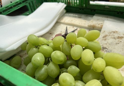 Uva da tavola di Mazzarrone