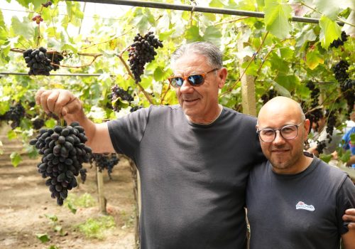 Uva da tavola di Mazzarrone