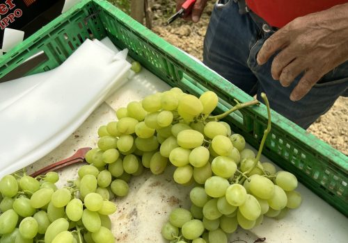 Uva da tavola di Mazzarrone