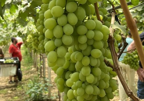 Uva da tavola di Mazzarrone