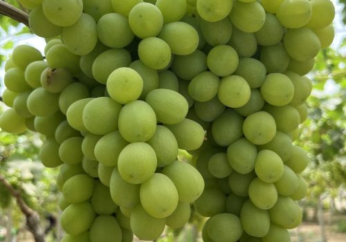 Uva da tavola di Mazzarrone