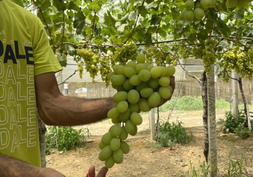 Uva da tavola di Mazzarrone