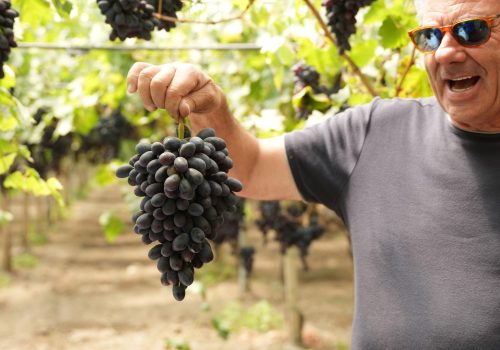 Uva da tavola di Mazzarrone