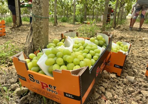 Uva da tavola di Mazzarrone